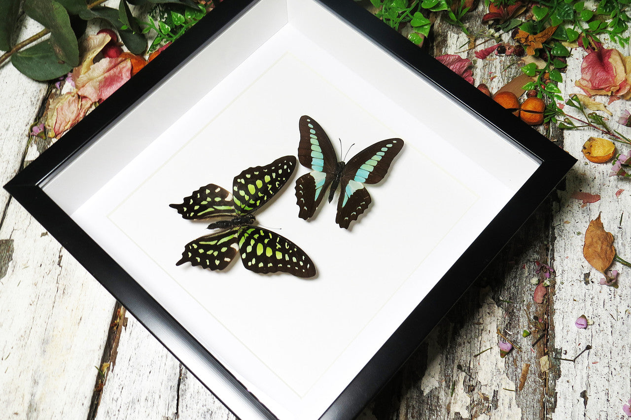graphium sarpedon graphium agamemnon