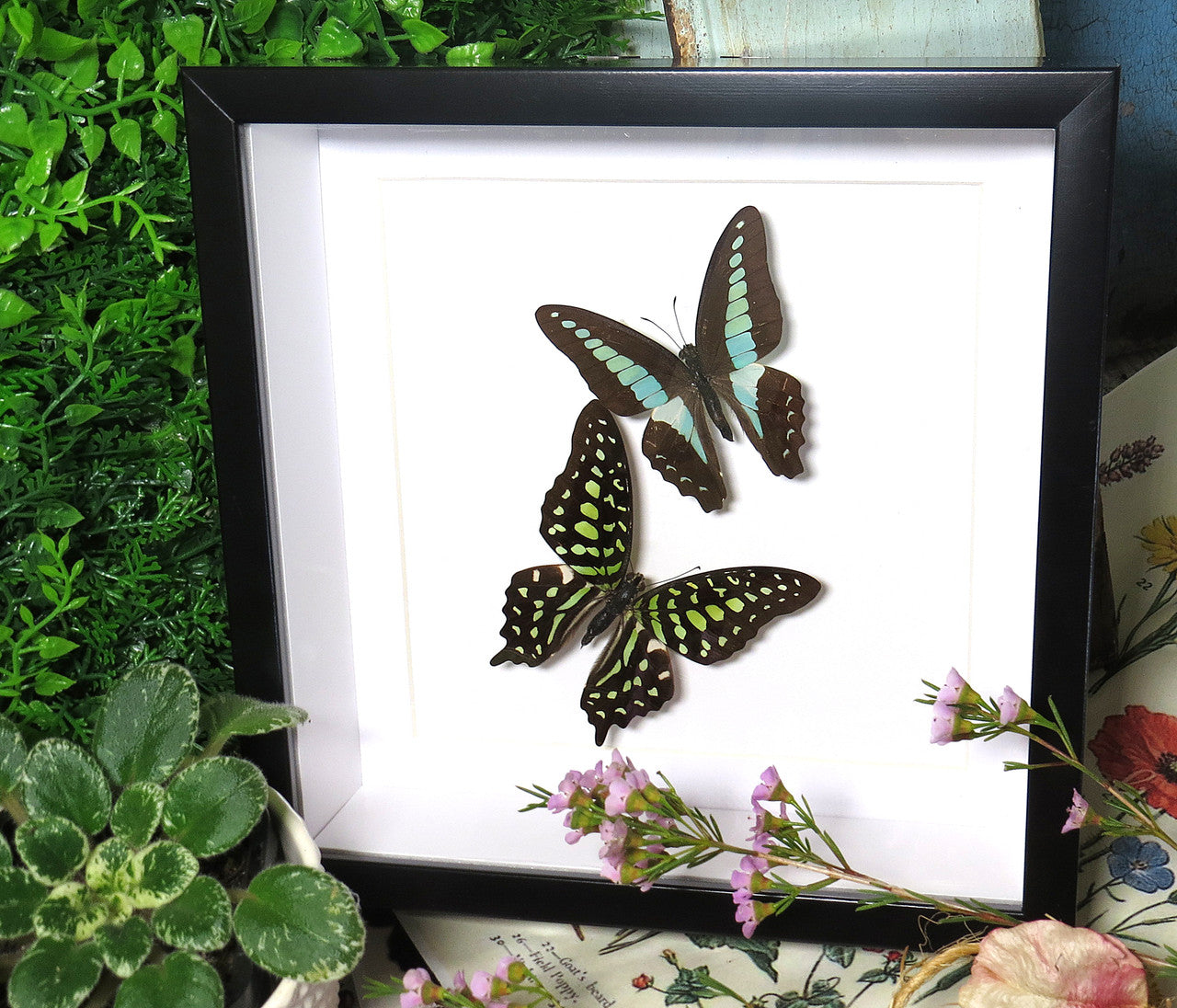 graphium sarpedon graphium agamemnon