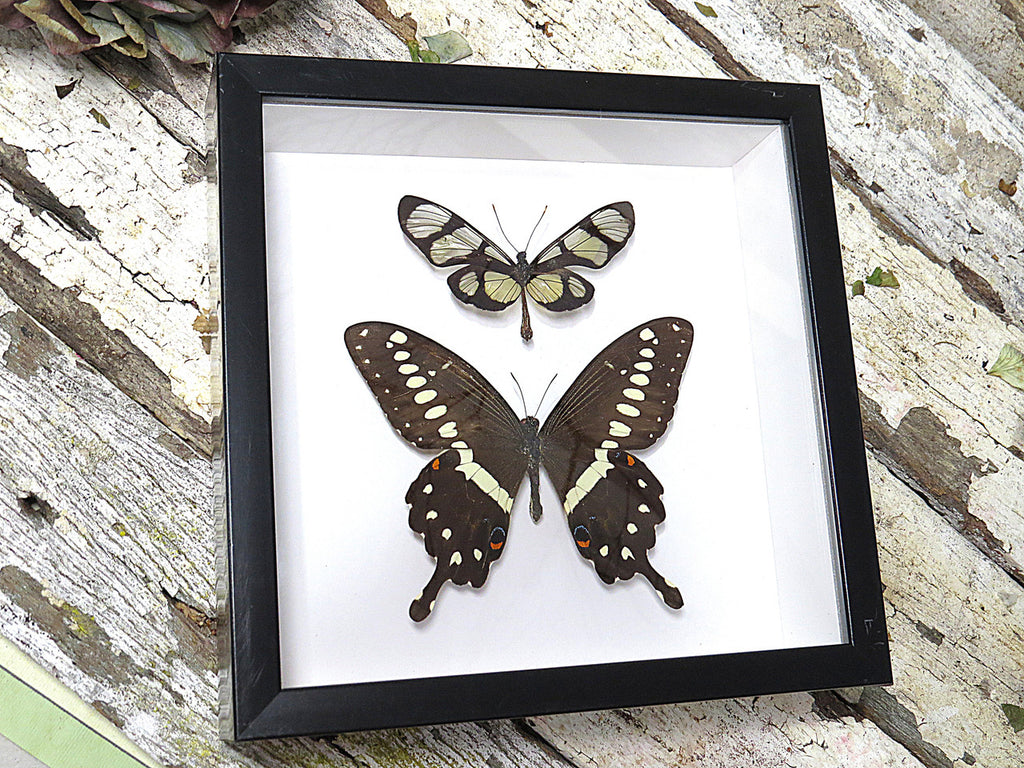 Thyridia psidii + Papilio lormieri  ( special )