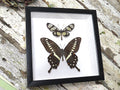Thyridia psidii + Papilio lormieri  ( special )