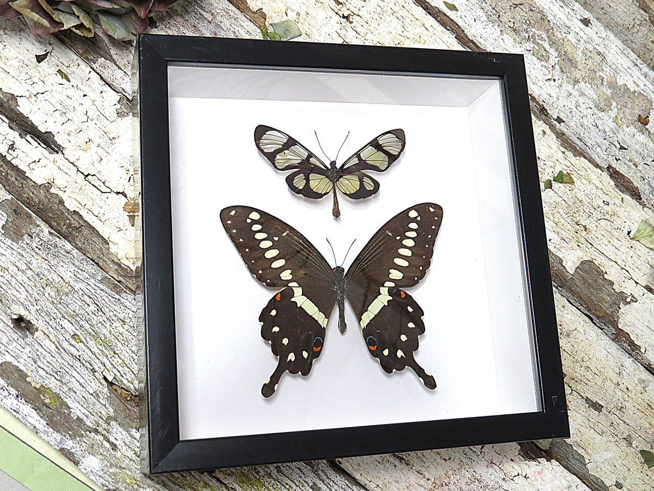 Thyridia psidii + Papilio lormieri  ( special )