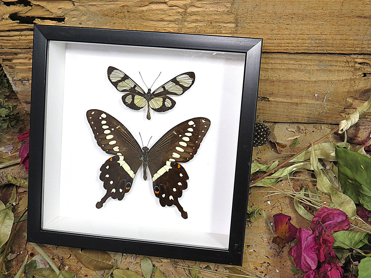 Thyridia psidii + Papilio lormieri  ( special )