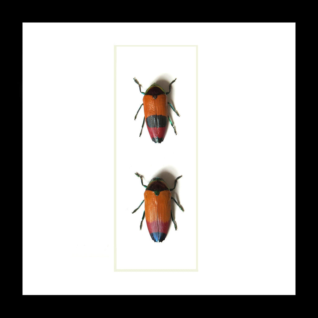 Metaxymorpha