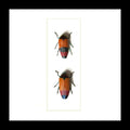 Metaxymorpha