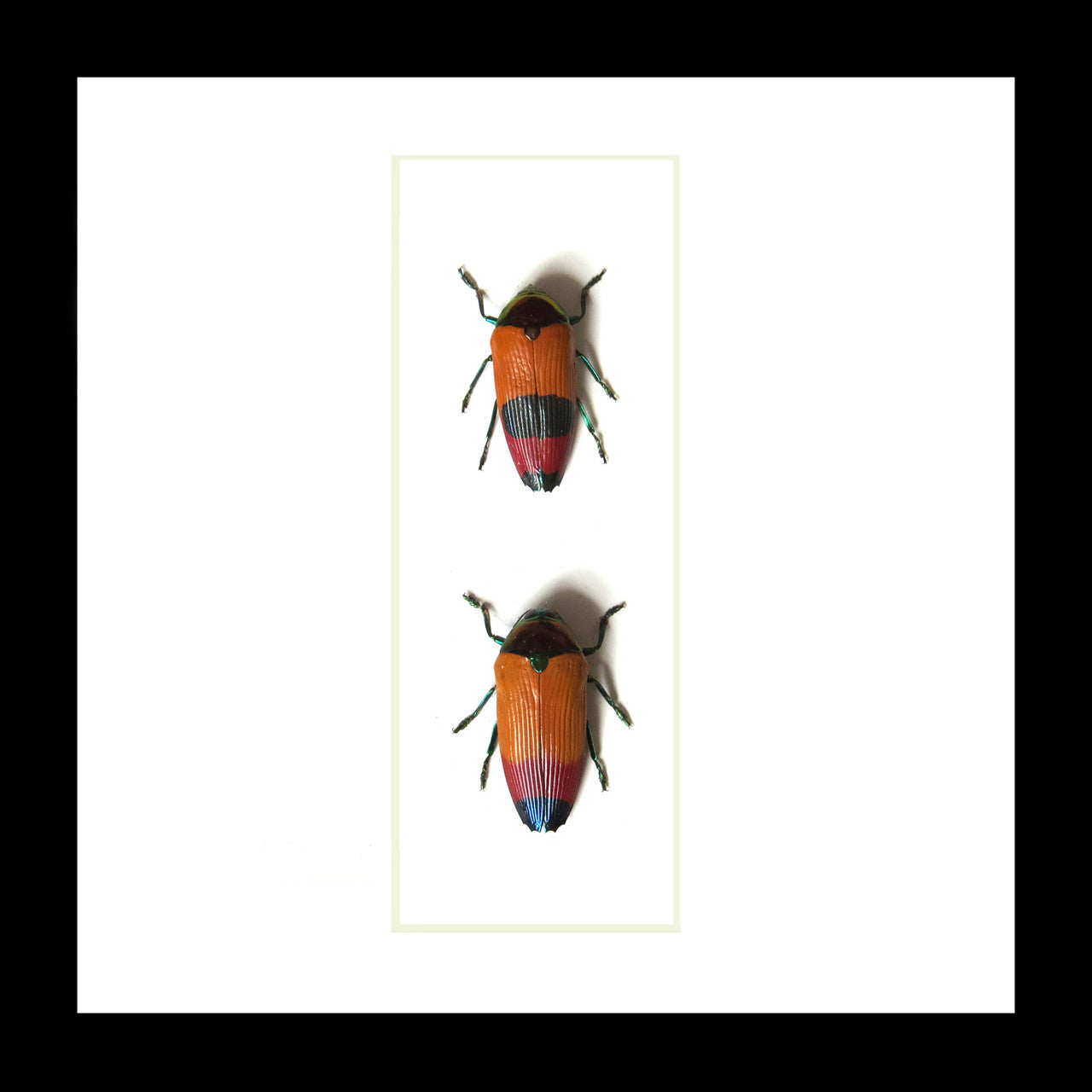 Metaxymorpha