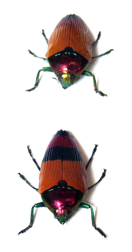 Metaxymorpha