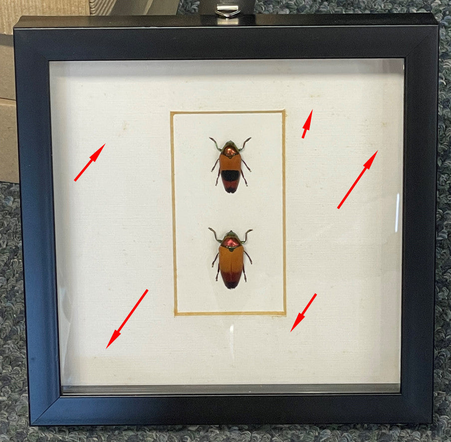 Metaxymorpha double (special - no returns)