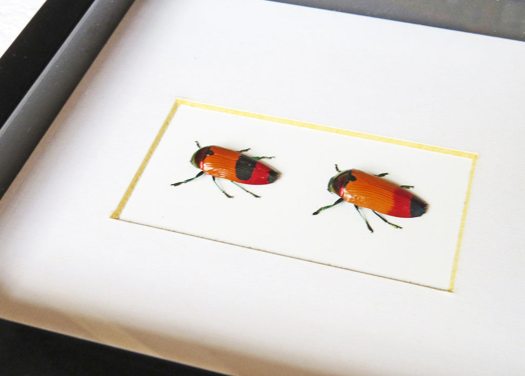 Metaxymorpha