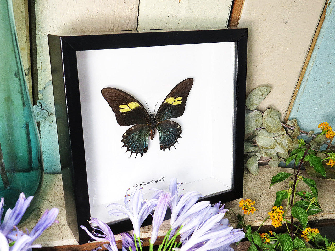 Papilio androgeus