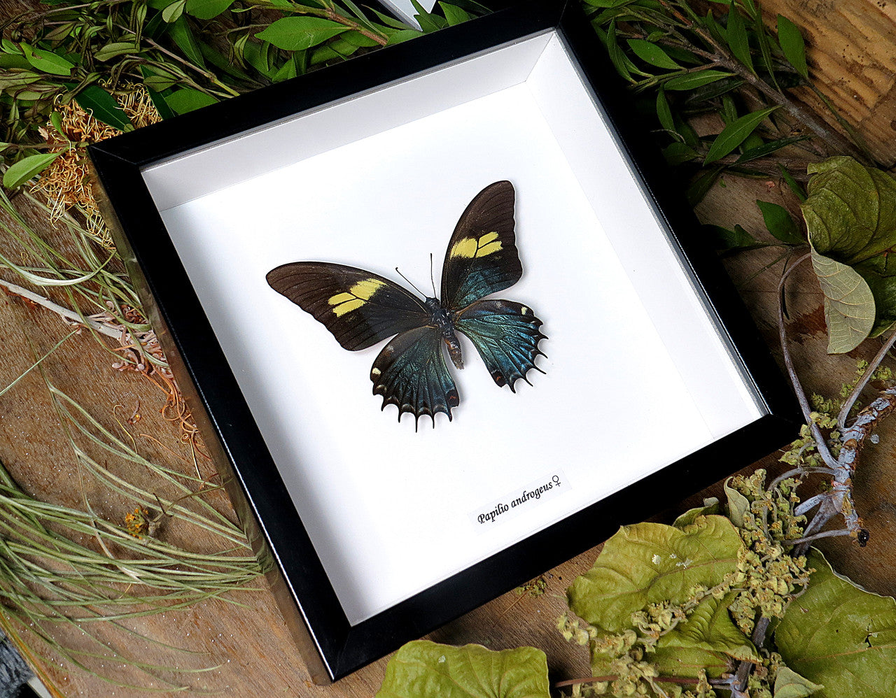 Papilio androgeus