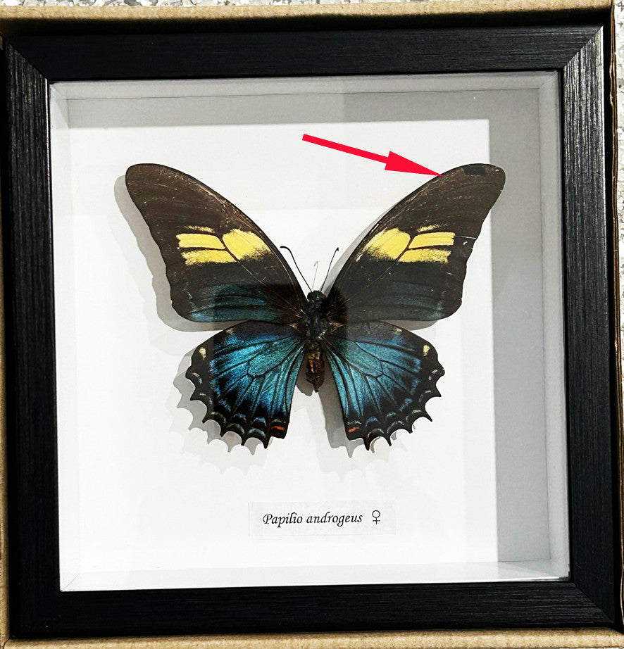 Papilio androgeus female ( special )