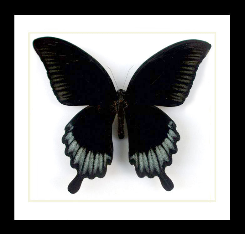 butterfly for sale Australia Papilio ascalaphus Bits & Bugs