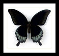 butterfly for sale Australia Papilio ascalaphus Bits & Bugs
