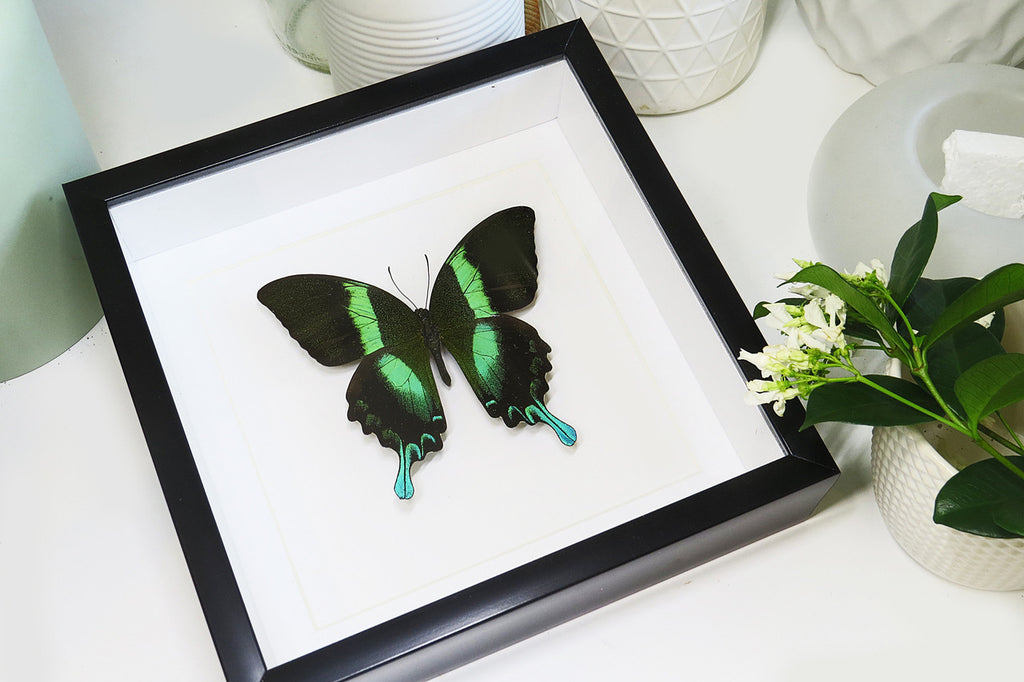 butterflies for sale Australia Bits and Bugs