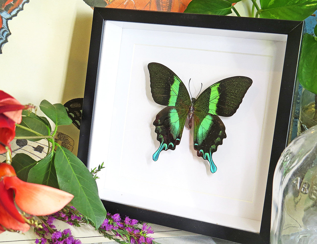 butterflies for sale Australia Bits and Bugs