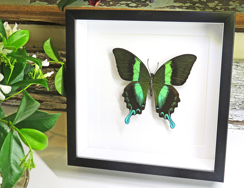 butterflies for sale Australia Bits and Bugs