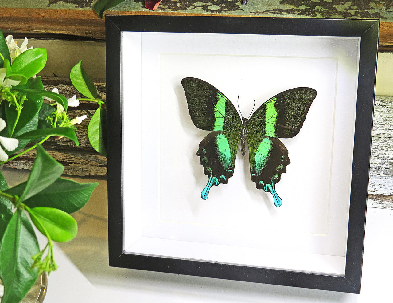 butterflies for sale Australia Bits and Bugs