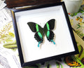 butterflies for sale Australia Bits and Bugs