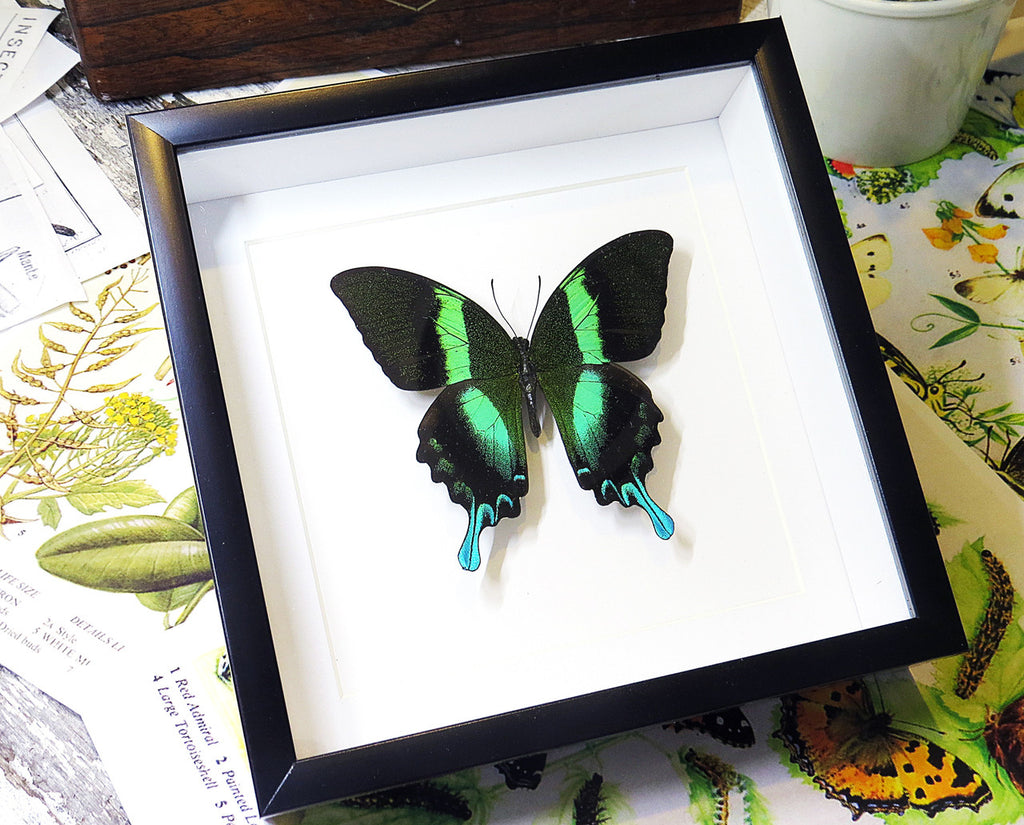 butterflies for sale Australia Bits and Bugs