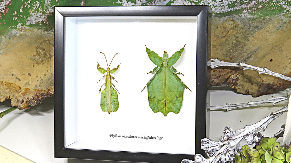 Leaf insect Phyllium bioculatum pulchrifolium Bits & Bugs 