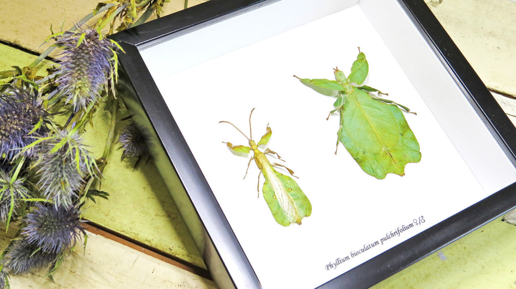 Leaf insect Phyllium bioculatum pulchrifolium Bits & Bugs 