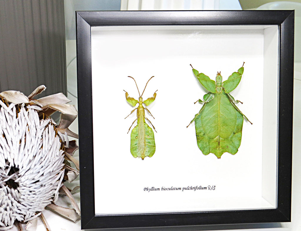 Leaf insect Phyllium bioculatum pulchrifolium Bits & Bugs 