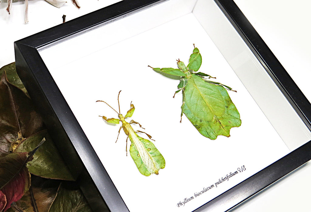 Leaf insect Phyllium bioculatum pulchrifolium Bits & Bugs 