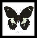 Butterfly Papilio aegus Bits & Bugs 