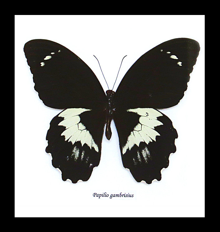 Butterfly Papilio aegus Bits & Bugs 