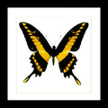  Papilio thoas