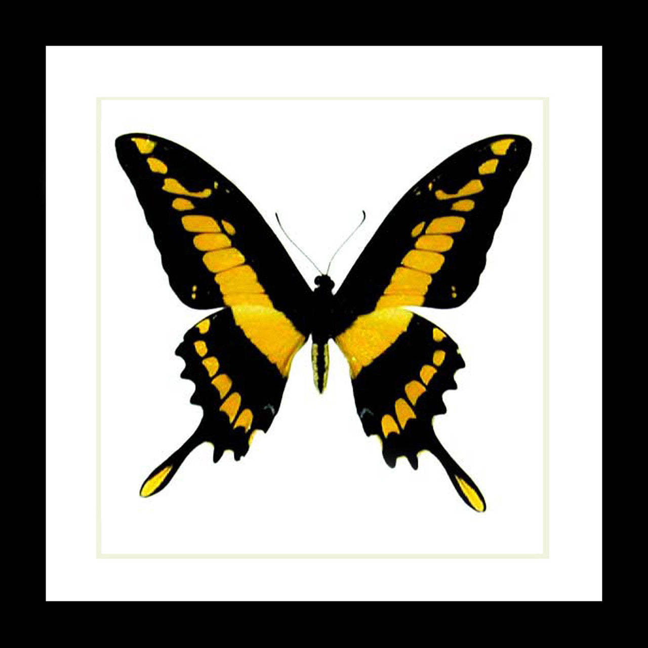 Papilio thoas