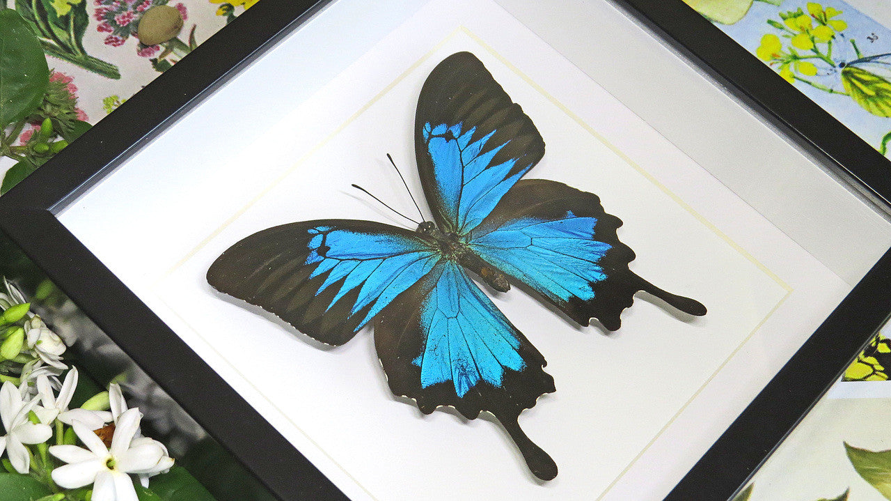 Australian butterfly insect in frame 