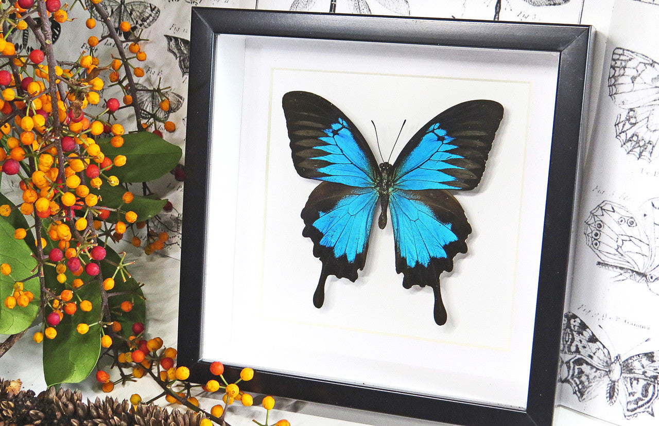 Australian butterfly insect in frame 