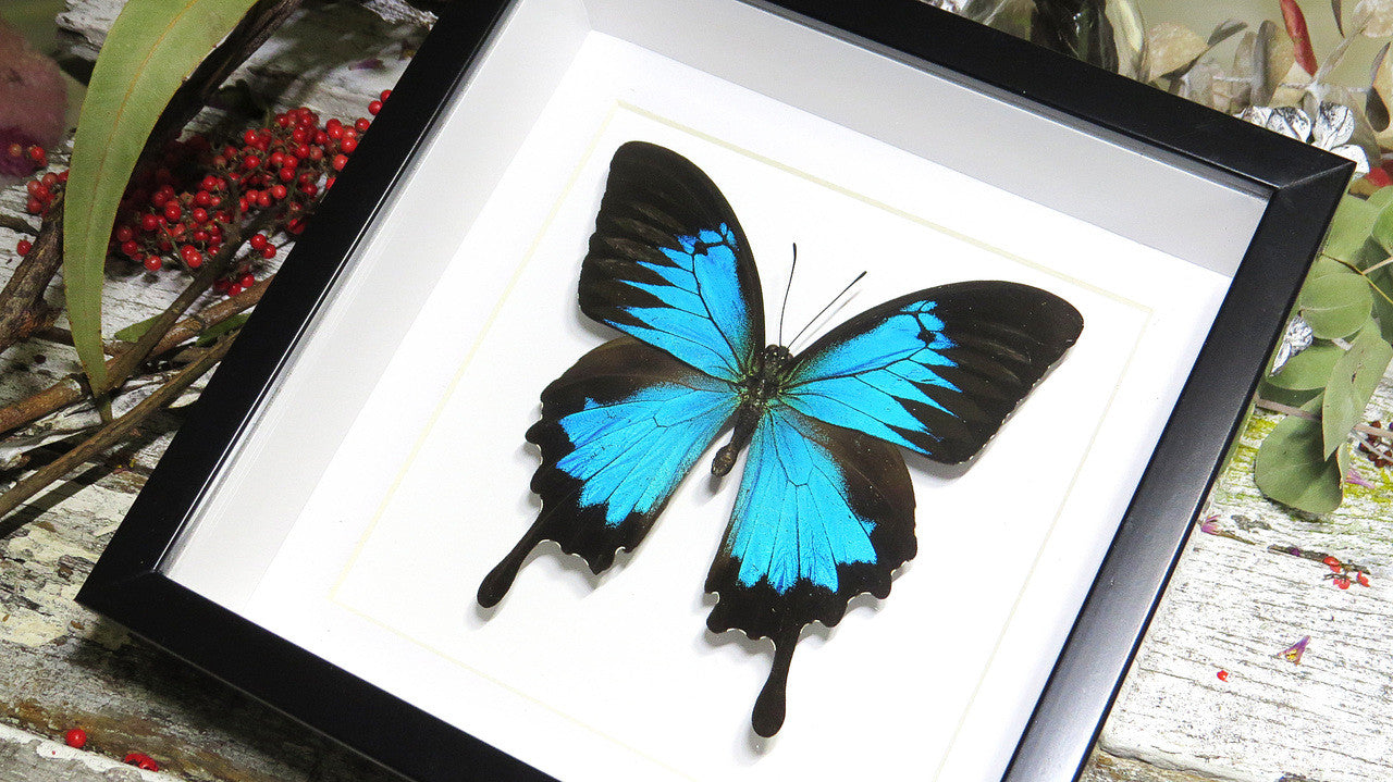 Australian butterfly insect in frame 