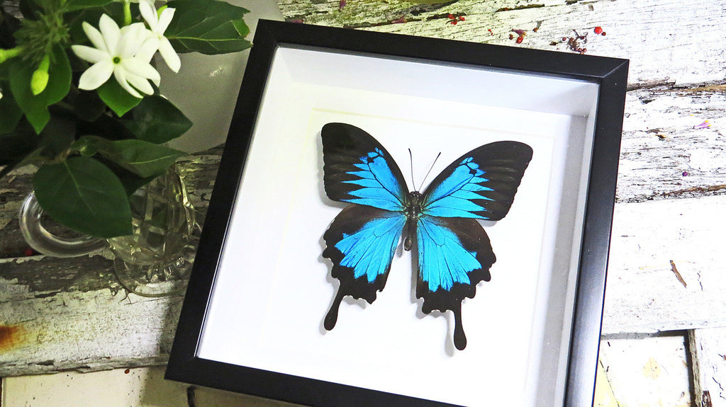 Australian butterfly insect in frame 