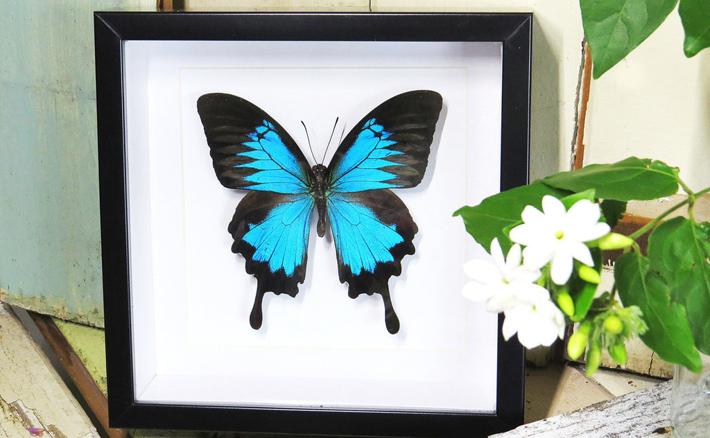 Australian butterfly insect in frame 