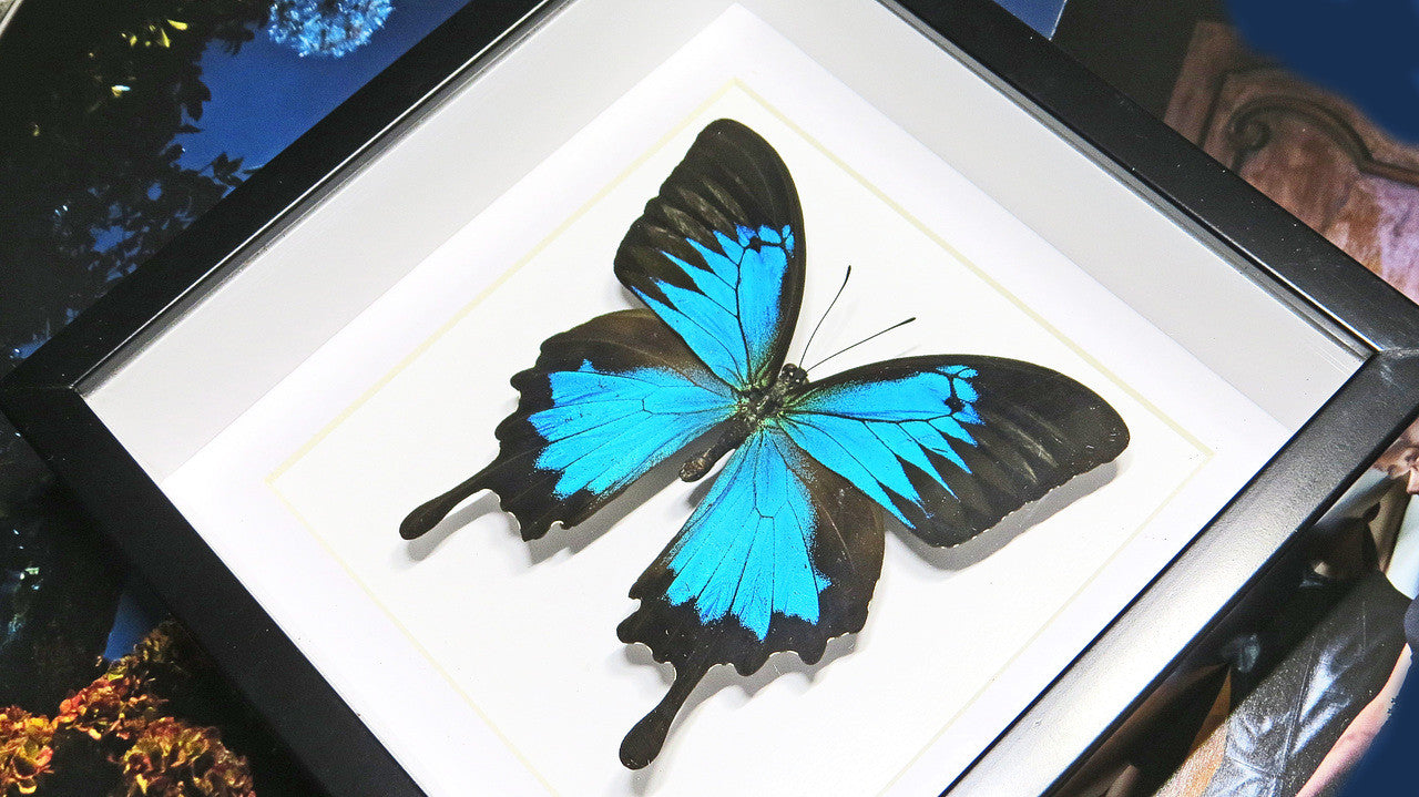 Australian butterfly insect in frame 