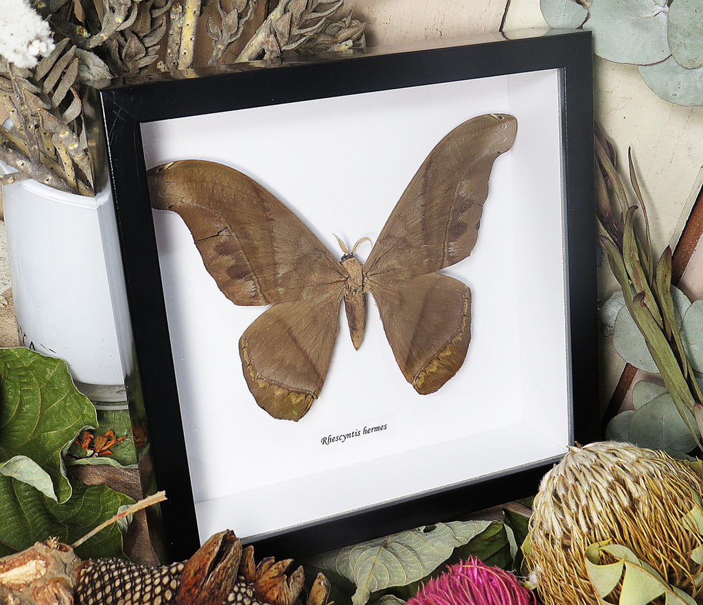 Rhescyntis hermes