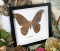Rhescyntis hermes