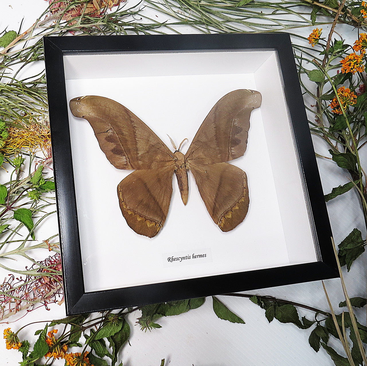 Rhescyntis hermes