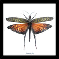  grasshopper real insect framed Bits & Bugs Tropidacris dux