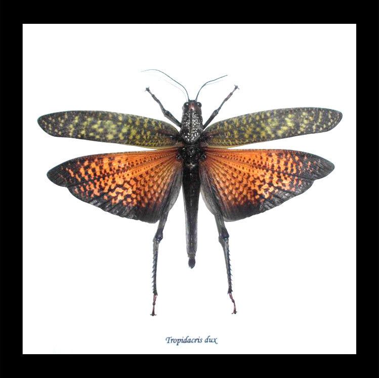  grasshopper real insect framed Bits & Bugs Tropidacris dux