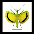 Phasmid insect Tagesoidea nigrofasciata Bits & Bugs 