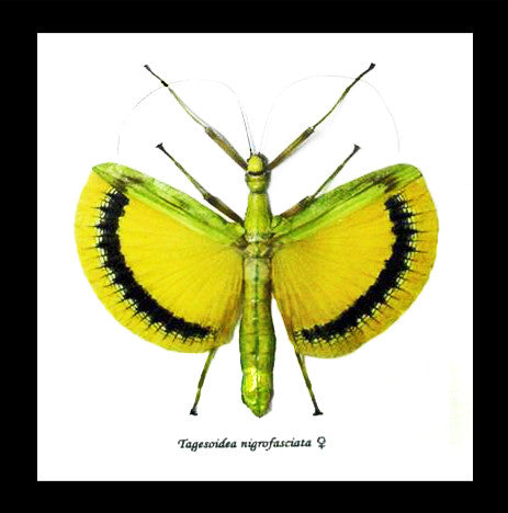 Phasmid insect Tagesoidea nigrofasciata Bits & Bugs 