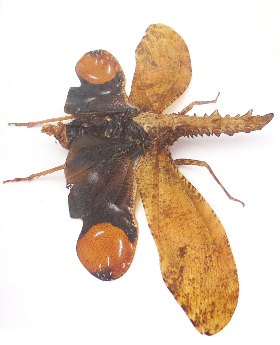 Cathedra serrata