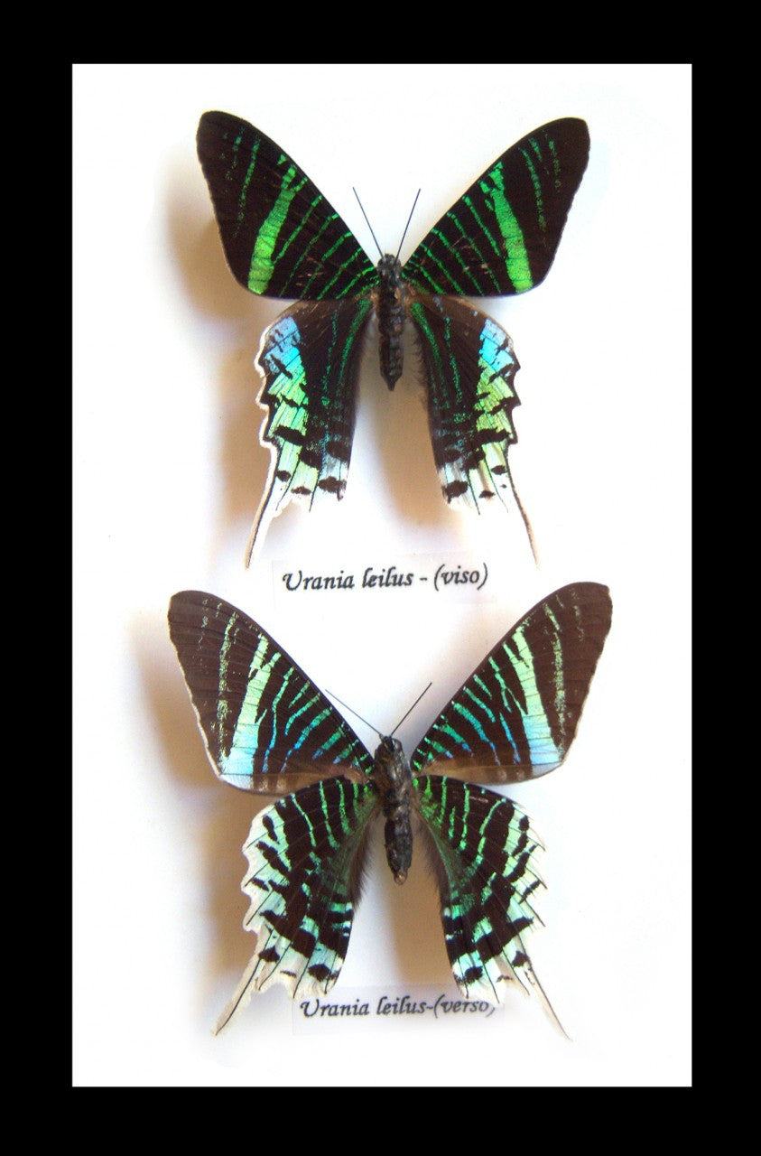 Framed butterflies moths for sale  Urania leilus