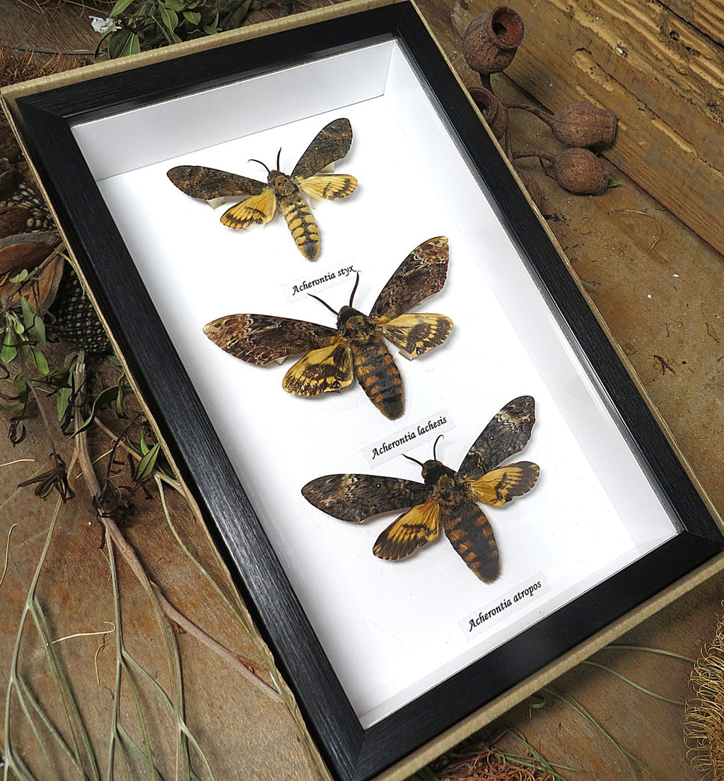 Acherontia styx + Acherontia atropos + Acherontia lachesis