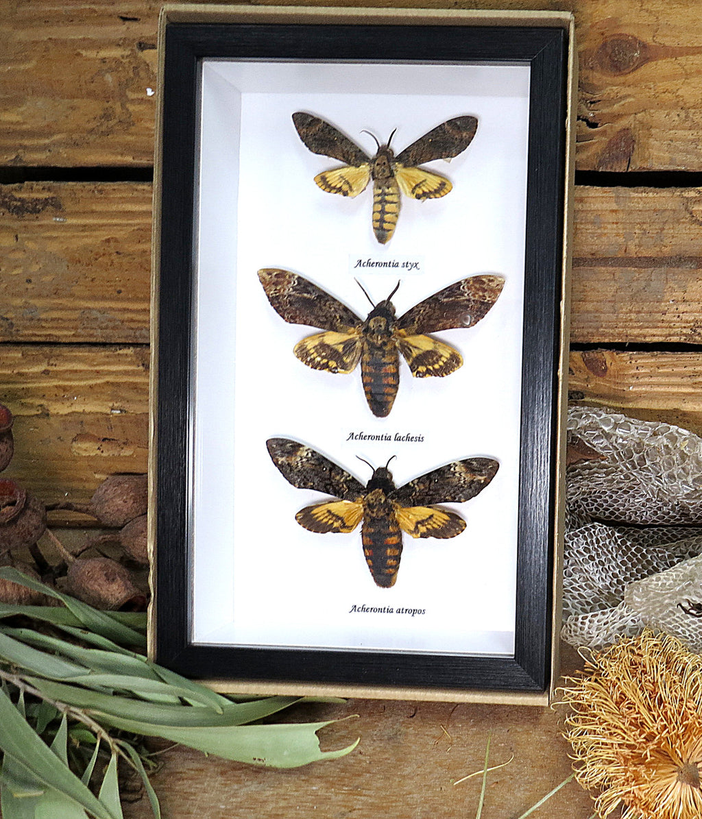Acherontia styx + Acherontia atropos + Acherontia lachesis