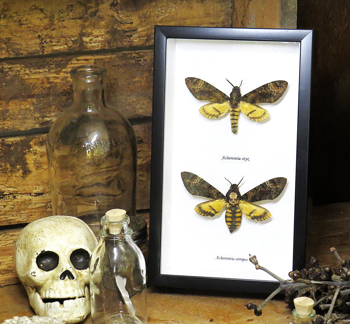 Deaths Head Hawk Moths Silence of the Lambs moth