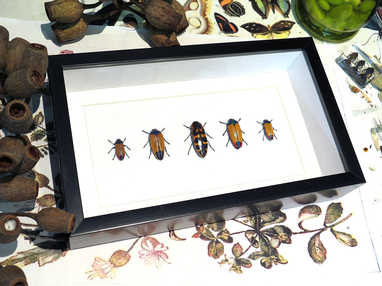 Australian Jewel Beetles
